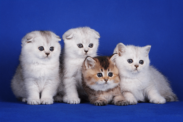 Окрасы шотландских кошек