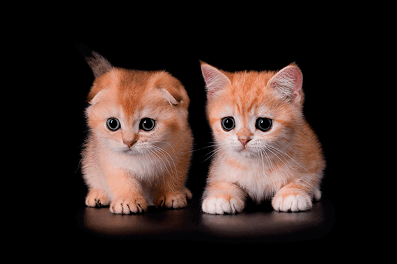 Британские и Шотландские кошки | Питомник Фолдландия