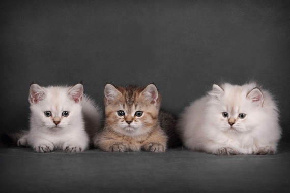 Окрасы британских кошек | Питомник Фолдландия