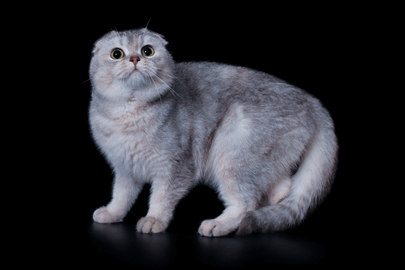 Ника Скоттиш-Фолд 1