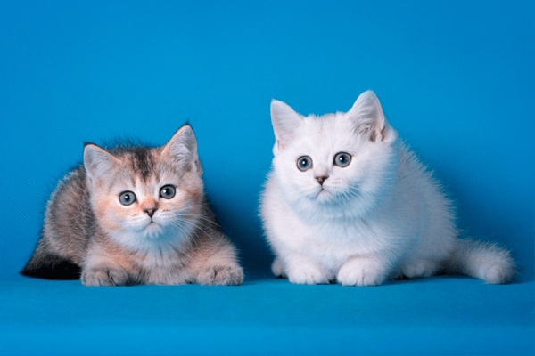 Коты Голубого Окраса Фото