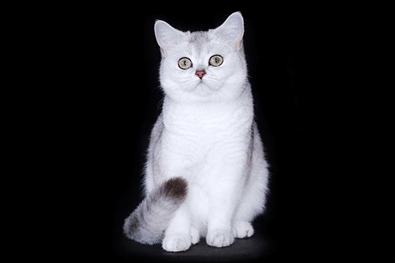 Милана Британская короткошерстная