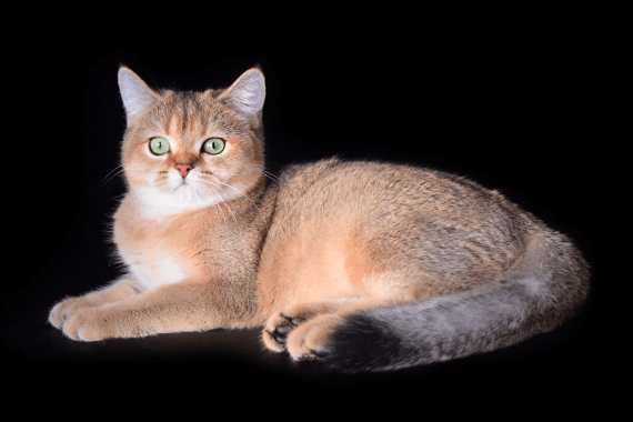 Лиза Британская короткошерстная 1