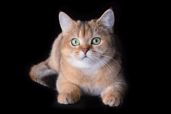 Лиза Британская короткошерстная 2