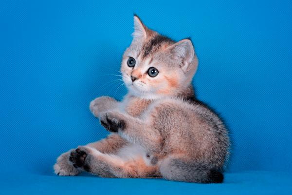 Выбор пола шотландского котенка. Девочка или мальчик | Питомник Фолдландия