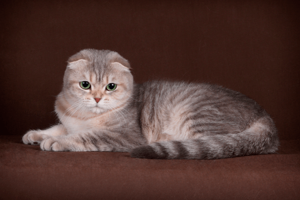 Шотландская кошка - описание породы | Питомник Фолдландия