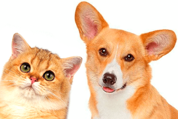 Британская кошка и собака | Питомник Фолдландия